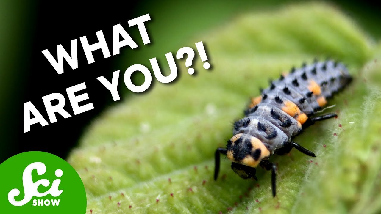 Why So Many Ladybugs Don't Look Like Ladybugs | Science